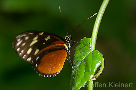 021 Tiger-Passionsfalter - Heliconius ismenius